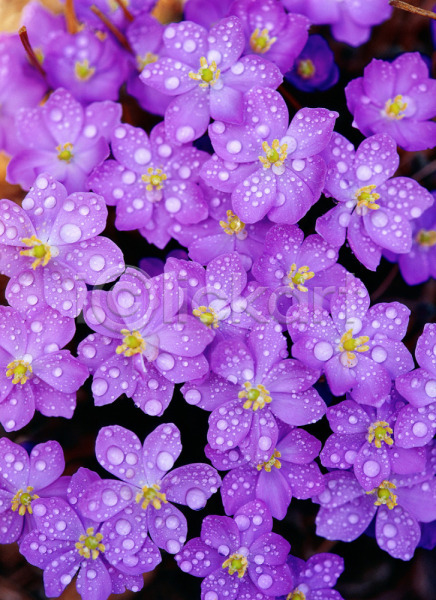 사람없음 JPG 근접촬영 아웃포커스 포토 깽깽이풀 꽃 물방울 보라색 봄꽃 식물 야외 이슬 자연 주간