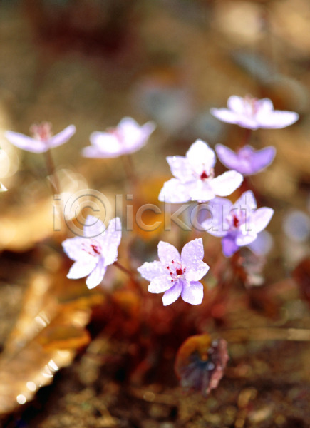 사람없음 JPG 근접촬영 아웃포커스 포토 깽깽이풀 꽃 봄꽃 식물 야외 자연 주간