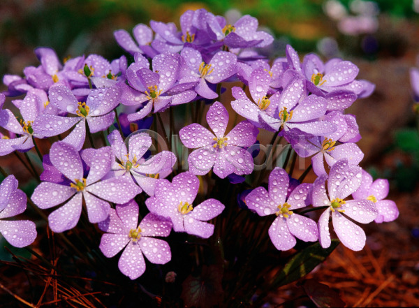 사람없음 JPG 근접촬영 아웃포커스 포토 깽깽이풀 꽃 보라색 봄꽃 식물 야외 이슬 자연 주간