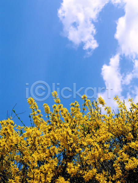 사람없음 JPG 로우앵글 포토 개나리 구름(자연) 꽃 노란색 봄 봄꽃 식물 야외 자연 주간 하늘