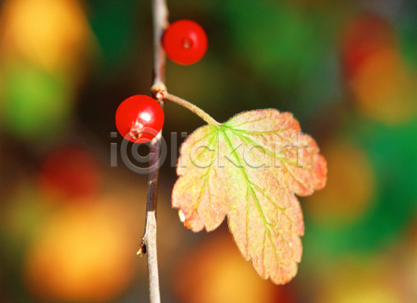 사람없음 JPG 근접촬영 아웃포커스 포토 나무 나뭇잎 빨간색 식물 앵두 야외 열매 잎 자연 주간 체리