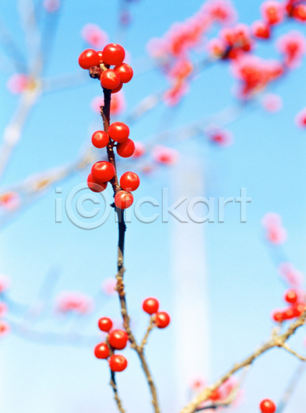 사람없음 JPG 근접촬영 로우앵글 아웃포커스 포토 빨간색 식물 앵두 야외 열매 자연 주간