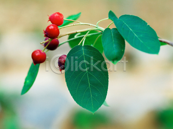 사람없음 JPG 근접촬영 아웃포커스 포토 나뭇잎 빨간색 식물 앵두 야외 열매 잎 자연 주간 초록색