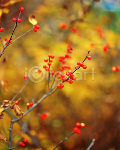 사람없음 JPG 근접촬영 아웃포커스 포토 나무 빨간색 식물 앵두 야외 열매 자연 주간