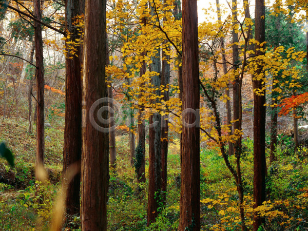 사람없음 JPG 포토 가을(계절) 계절 나무 나뭇잎 단풍 사계절 산 숲 야외 여러그루 입추 자연 주간 초록색 풍경(경치)