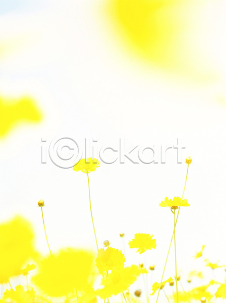 사람없음 JPG 포토 계절 금계국 꽃 노란색 들꽃 봄 사계절 식물 야외 여러송이 여름꽃 자연 주간