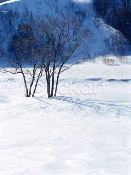 사람없음 JPG 포토 겨울 계절 나무 눈(날씨) 대관령 사계절 산 설경 설원 식물 야외 자연 주간 초원(자연) 풍경(경치)