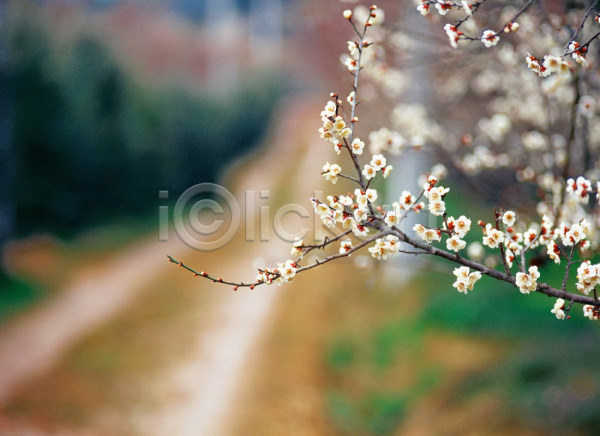 사람없음 JPG 아웃포커스 포토 길 꽃 나뭇가지 매화 봄꽃 식물 야외 자연 주간