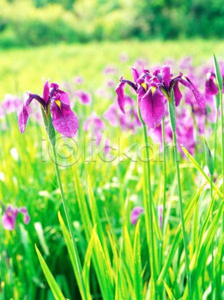 사람없음 JPG 근접촬영 아웃포커스 포토 꽃 보라색 봄꽃 붓꽃 식물 아이리스 야외 자연 주간 초록색