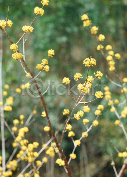 사람없음 JPG 아웃포커스 포토 꽃 나뭇가지 노란색 봄꽃 산수유 식물 야외 자연 주간