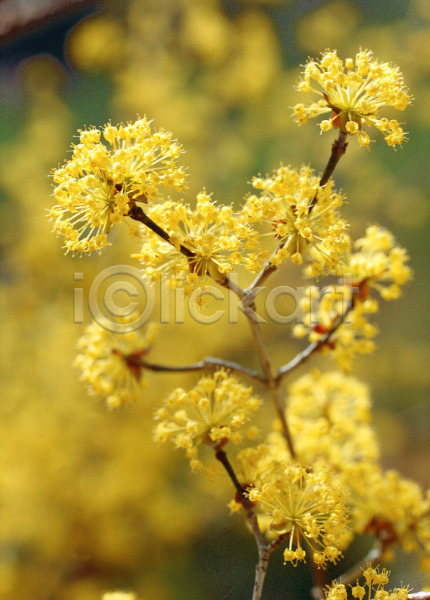 사람없음 JPG 근접촬영 아웃포커스 포토 꽃 노란색 봄꽃 산수유 식물 야외 자연 주간