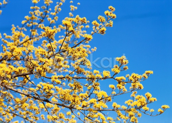 사람없음 JPG 포토 꽃 노란색 봄꽃 산수유 식물 야외 자연 주간 하늘