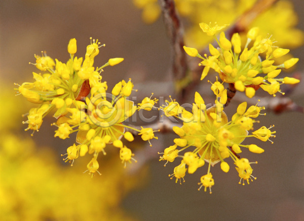 사람없음 JPG 근접촬영 아웃포커스 포토 꽃 노란색 봄꽃 산수유 식물 야외 자연 주간