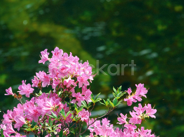 사람없음 JPG 아웃포커스 포토 꽃 보라색 봄 봄꽃 식물 야외 자연 주간 진달래 철쭉 초록색