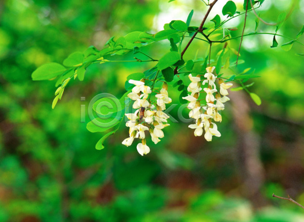 사람없음 JPG 포토 꽃 봄꽃 식물 아카시아 야외 자연 주간 초록색 흰색