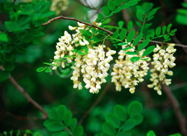 사람없음 JPG 포토 꽃 봄꽃 식물 아카시아 야외 자연 주간 초록색 흰색
