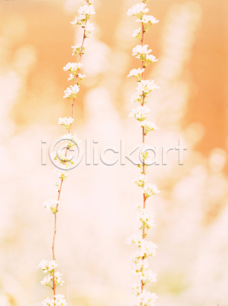 사람없음 JPG 근접촬영 아웃포커스 포토 계절 꽃 들꽃 봄 사계절 식물 야외 여러송이 자연 주간 흰색