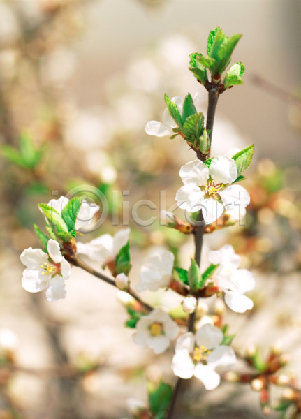 사람없음 JPG 근접촬영 아웃포커스 포토 계절 꽃 들꽃 봄 사계절 식물 야외 자연 주간 초록색 흰색