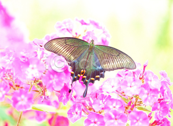 사람없음 JPG 근접촬영 포토 계절 곤충 꽃 나비 보라색 봄 사계절 식물 야외 자연 절지류 주간 한마리