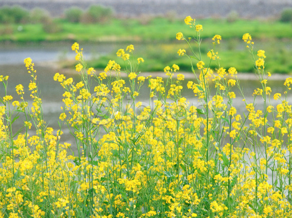사람없음 JPG 아웃포커스 포토 강 꽃 노란색 봄꽃 식물 야외 유채 자연 주간 초록색