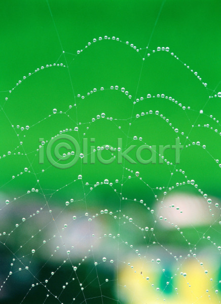 사람없음 JPG 아웃포커스 포토 거미 거미줄 무늬 물방울 배경화면 백그라운드 야외 자연 절지류 주간 풍경(경치)