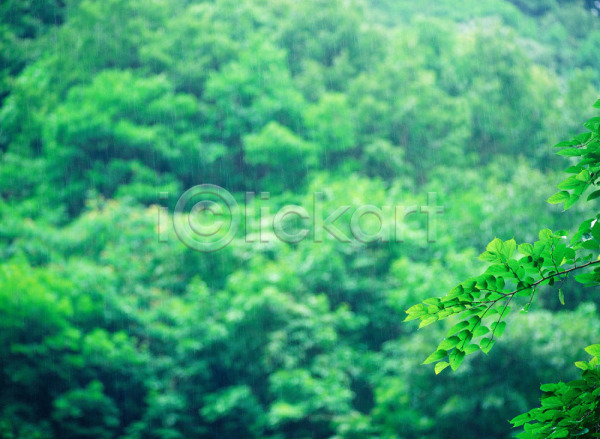 사람없음 JPG 아웃포커스 포토 나무 나뭇잎 녹음(푸른숲) 산 숲 야외 잎 자연 주간 초록색 풍경(경치)