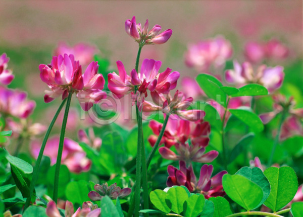 사람없음 JPG 포토 꽃 들꽃 보라색 분홍색 식물 야외 자연 자운영 주간 초록색 풍경(경치)