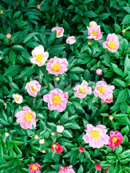 사람없음 JPG 포토 하이앵글 꽃 봄꽃 분홍색 식물 야외 여러송이 자연 작약 주간