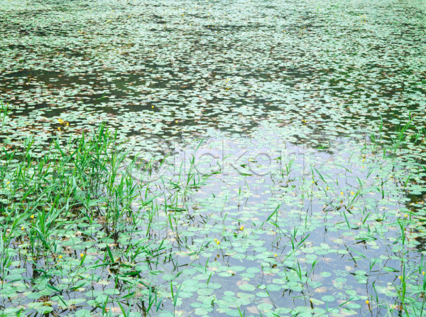 사람없음 JPG 포토 물 식물 야외 연못 연잎 자연 주간 초록색 풍경(경치)