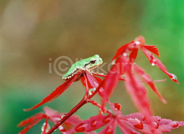 사람없음 JPG 근접촬영 포토 개구리 나뭇잎 단풍 동물 물방울 빨간색 야외 양서류 잎 자연 주간 척추동물 청개구리 초록색