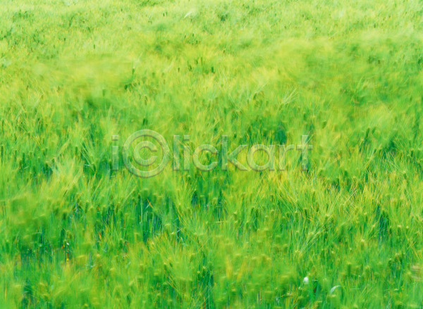사람없음 JPG 포토 보리 식물 야외 이삭 자연 주간 초록색 초원(자연) 풀(식물) 풀잎 풍경(경치)