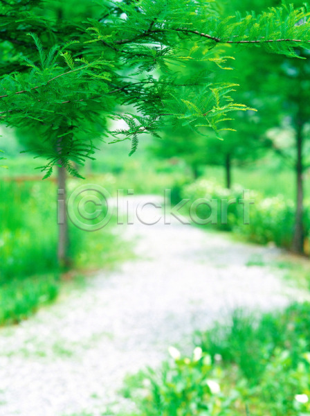 사람없음 JPG 아웃포커스 포토 계절 길 나무 봄 사계절 산책로 수목원 야외 여러그루 용인 자연 주간 초록색 풍경(경치)