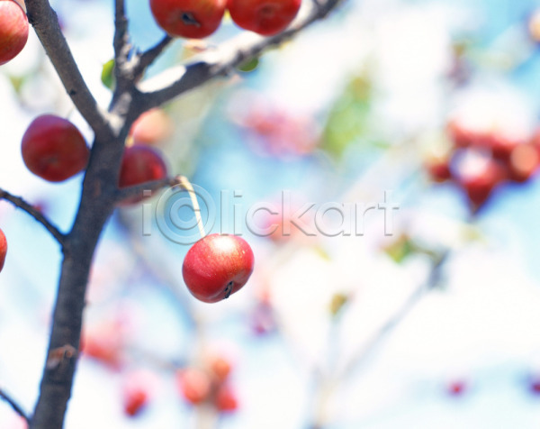 사람없음 JPG 근접촬영 아웃포커스 포토 나무 사과(과일) 식물 야외 열매 자연 주간