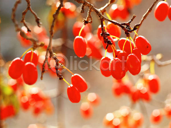 사람없음 JPG 근접촬영 아웃포커스 포토 꽃 나무 봄꽃 빨간색 산수유 식물 야외 열매 자연 주간