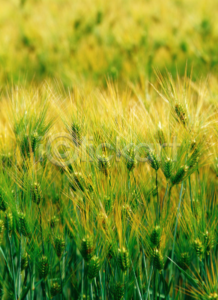 사람없음 JPG 근접촬영 아웃포커스 포토 곡류 보리 식물 야외 이삭 자연 주간 초록색 초원(자연) 풍경(경치)