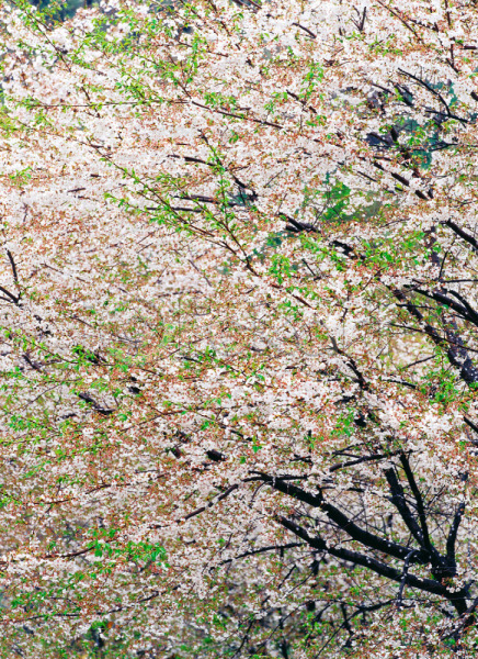 사람없음 JPG 포토 계절 꽃 나무 벚꽃 봄 사계절 식물 야외 자연 주간 초록색 풍경(경치) 흰색