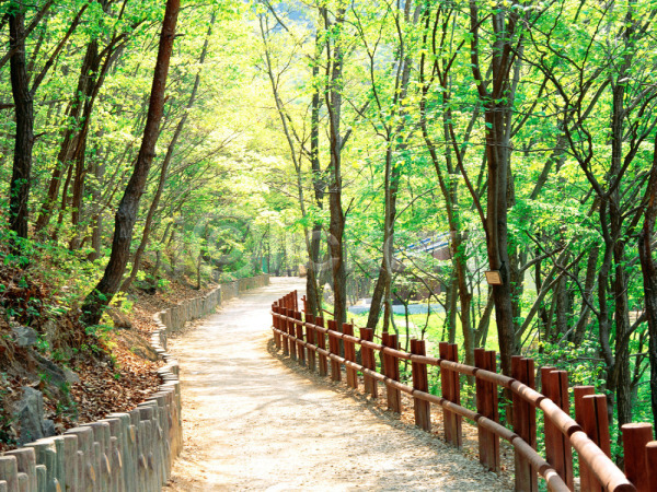 사람없음 JPG 포토 계절 길 나무 등산로 봄 사계절 산 산책로 식물 야외 자연 주간 초록색 풍경(경치)