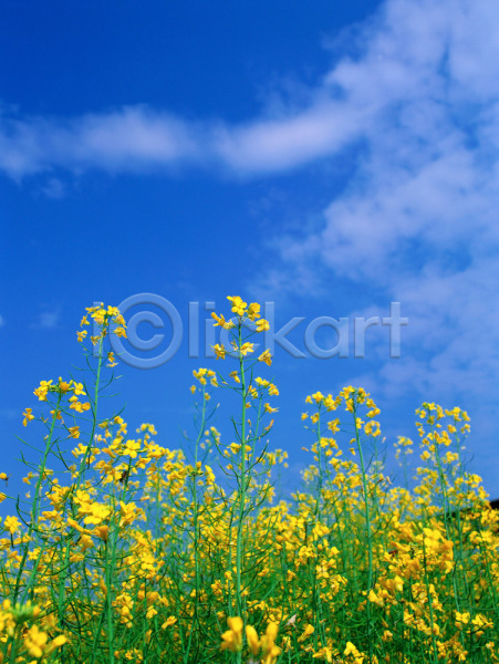 사람없음 JPG 포토 구름(자연) 꽃 노란색 배경화면 백그라운드 식물 야외 유채 자연 주간 초록색 풍경(경치) 하늘