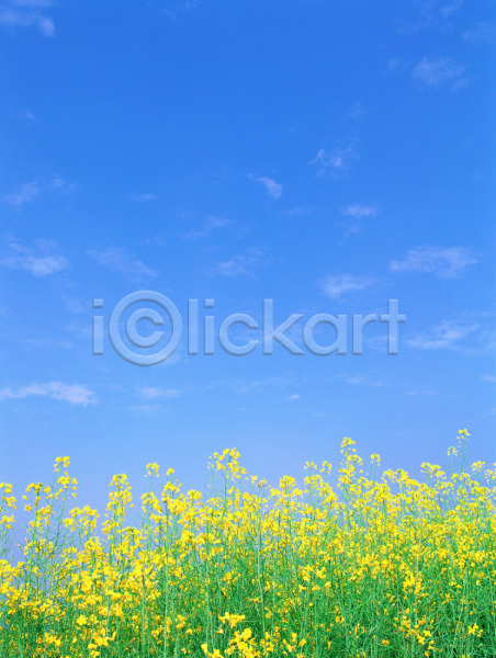 사람없음 JPG 포토 꽃 노란색 배경화면 백그라운드 봄 봄꽃 식물 야외 유채 자연 주간 풍경(경치) 하늘