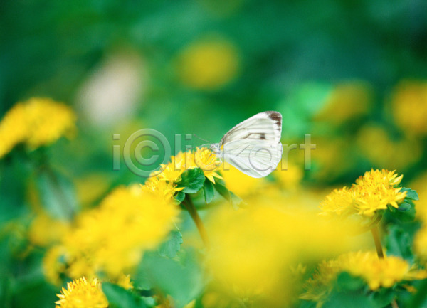 사람없음 JPG 근접촬영 아웃포커스 포토 곤충 꽃 나비 노란색 식물 야외 자연 절지류 주간 흰색
