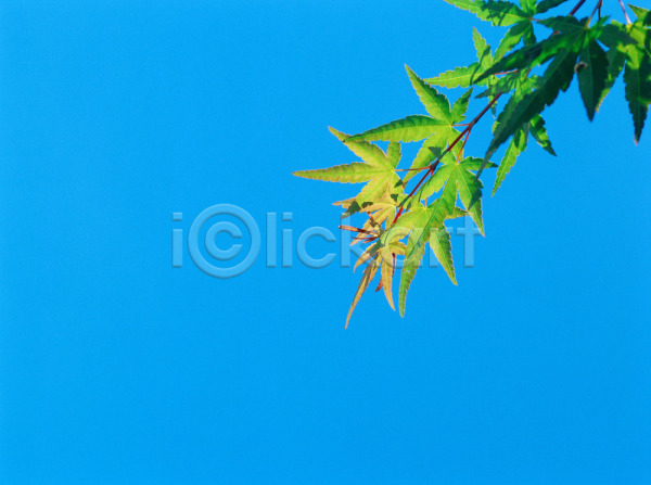 사람없음 JPG 포토 나무 나뭇잎 단풍 단풍나무 식물 야외 입추 잎 자연 주간 초록색 풍경(경치) 하늘