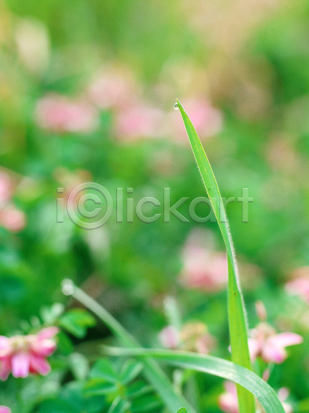 사람없음 JPG 아웃포커스 포토 꽃 물방울 분홍색 식물 야외 이슬 자연 주간 초록색 풀(식물) 풀잎 풍경(경치)