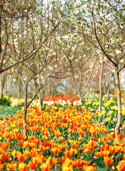 사람없음 JPG 포토 계절 꽃 나무 노란색 목련 봄 봄꽃 사계절 식물 야외 용인 자연 주간 튤립 풍경(경치) 흰색