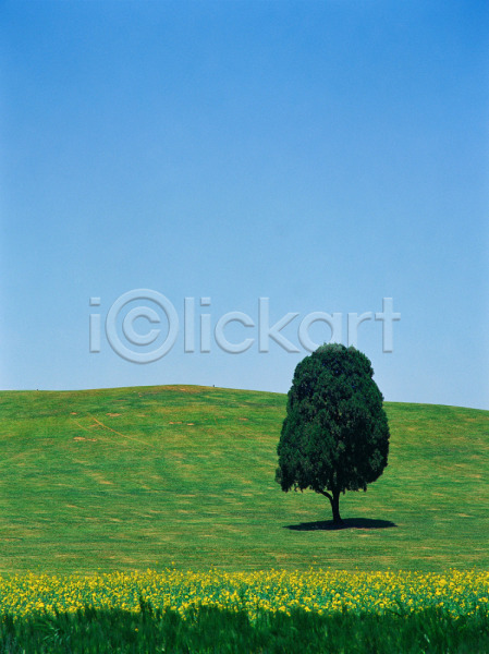 사람없음 JPG 포토 계절 꽃 나무 노란색 봄 사계절 야외 언덕 올림픽공원 자연 잔디 주간 초록색 초원(자연) 풀(식물) 풍경(경치) 하늘 한그루