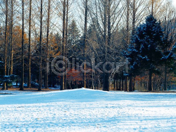 사람없음 JPG 포토 겨울 계절 나무 남이섬 눈(날씨) 사계절 설경 식물 야외 여러그루 자연 주간 초원(자연) 풍경(경치)