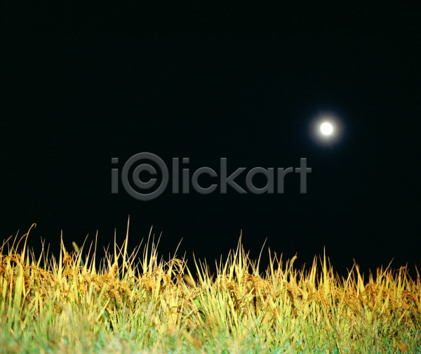 사람없음 JPG 포토 가을(계절) 계절 곡류 농촌 달 보리 사계절 시골 식물 야간 야외 이삭 자연 초원(자연) 풍경(경치) 하늘