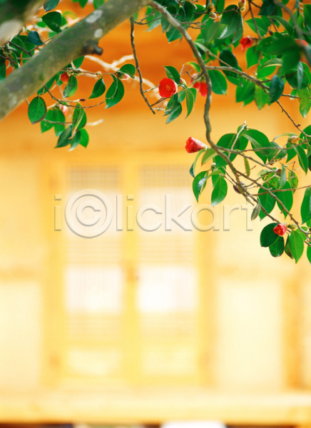 사람없음 JPG 아웃포커스 포토 겨울꽃 고건축 꽃 나무 동백 문 빨간색 식물 야외 자연 주간 주택 초록색