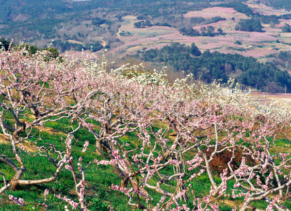 사람없음 JPG 포토 꽃 나무 복사꽃 봄꽃 분홍색 식물 야외 영덕 자연 주간 초록색 초원(자연) 풍경(경치)