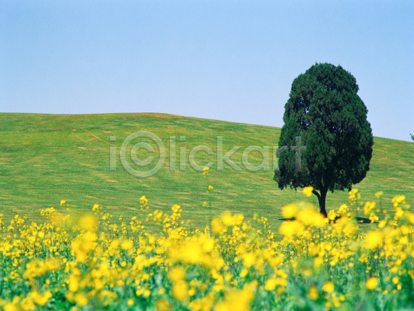 사람없음 JPG 포토 계절 꽃 나무 노란색 봄 사계절 야외 언덕 올림픽공원 자연 잔디 주간 초록색 초원(자연) 풀(식물) 풍경(경치) 하늘 한그루