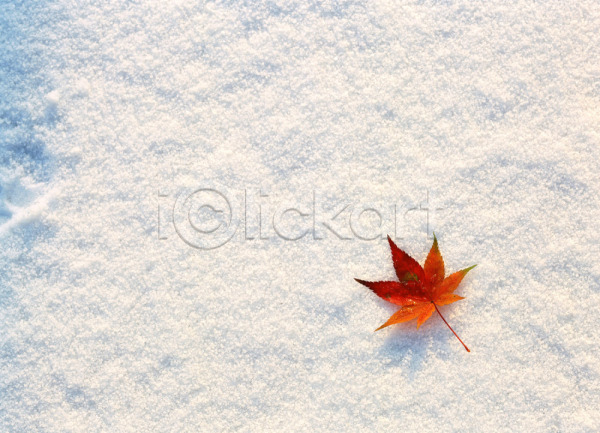 사람없음 JPG 포토 나뭇잎 낙엽 눈(날씨) 단풍 단풍나무 백그라운드 식물 야외 자연 주간